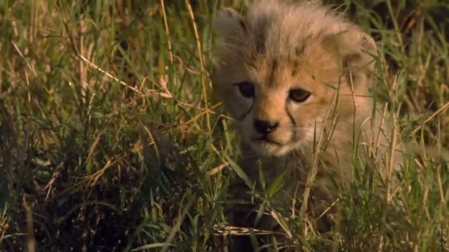 African Cats 5. Fragmanı