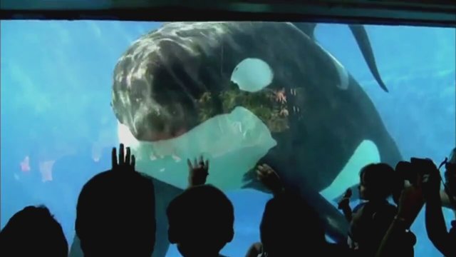 Blackfish Fragman