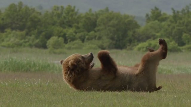 Bears Fragman